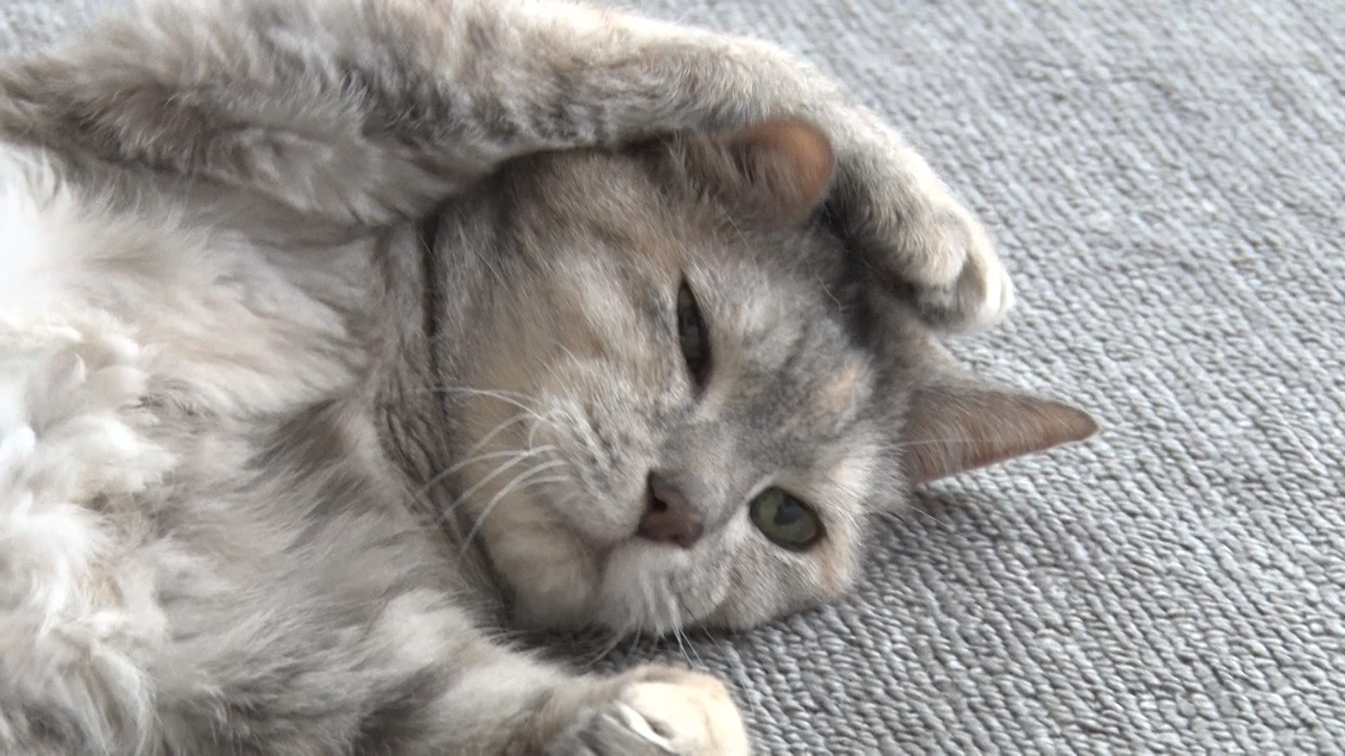 無料テレビでねこ自慢を視聴する