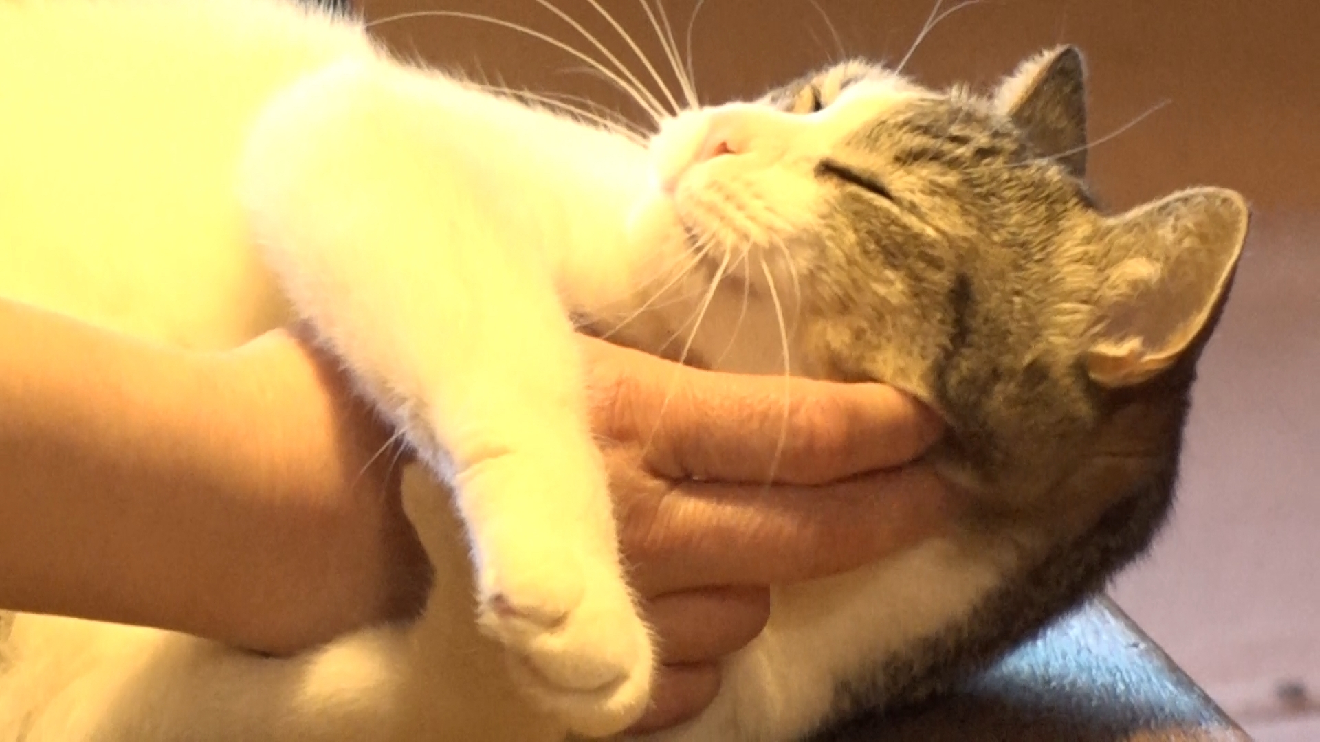 無料テレビでねこ自慢を視聴する