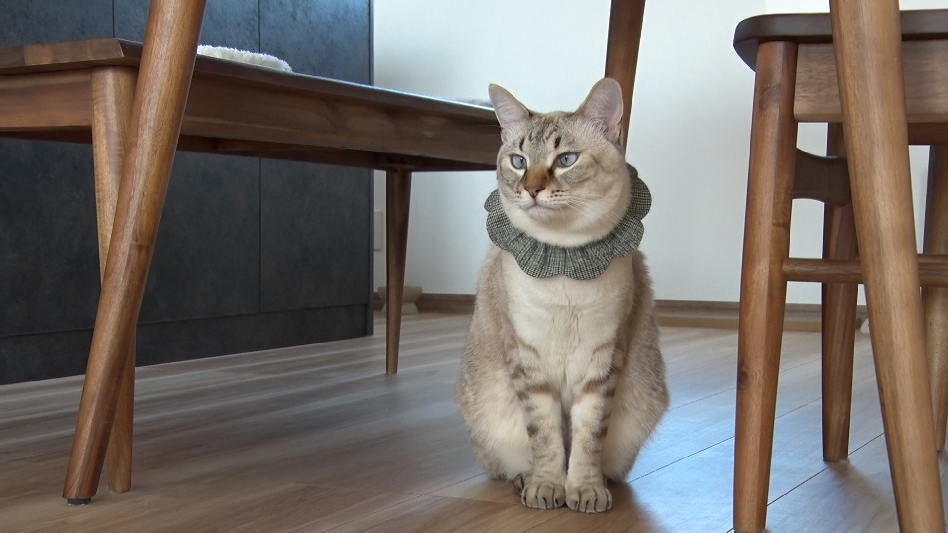 無料テレビでねこ自慢を視聴する