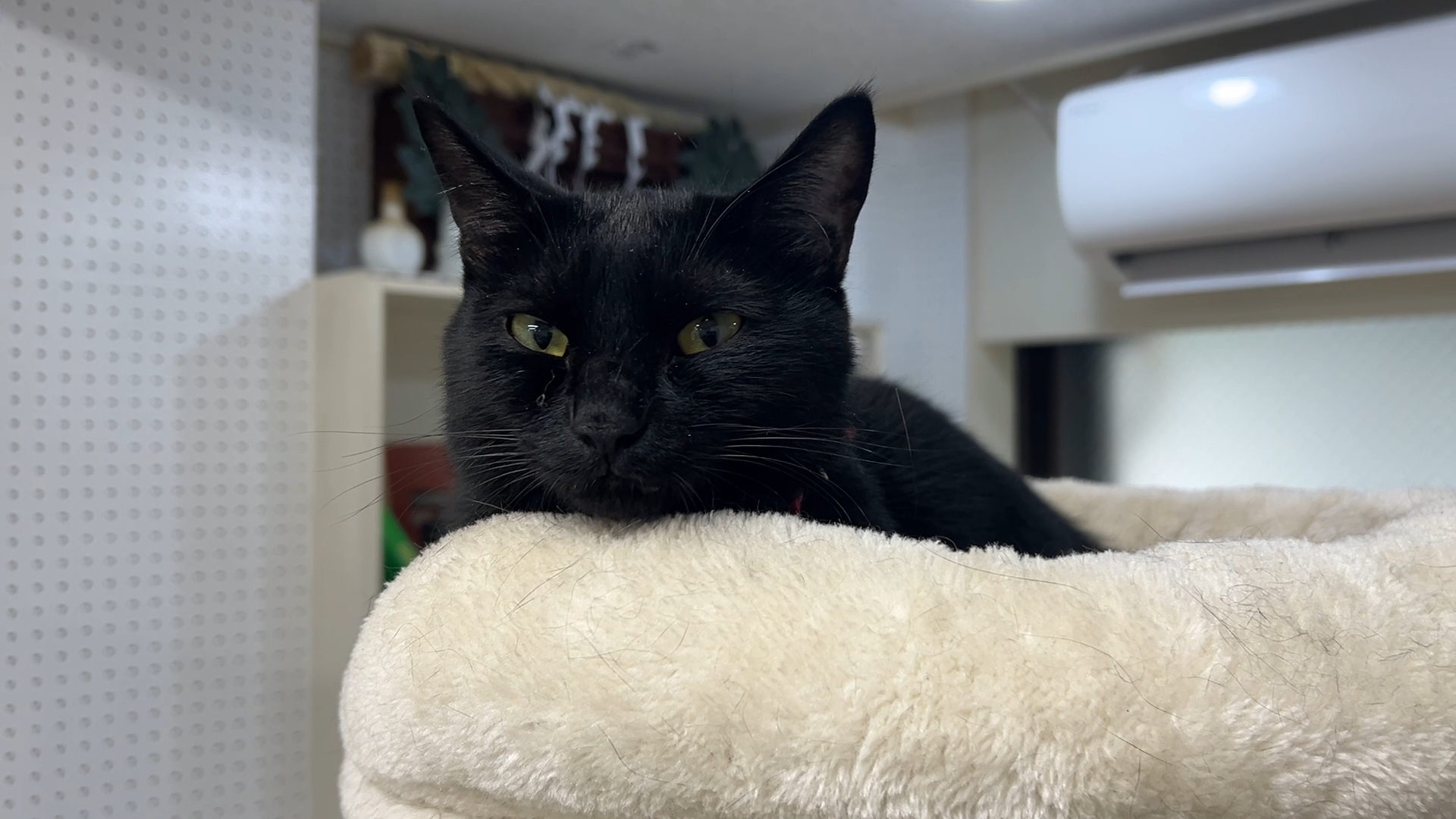 ねこ自慢 超特急タカシが長毛種の猫カフェでニャンコに埋もれる！算数