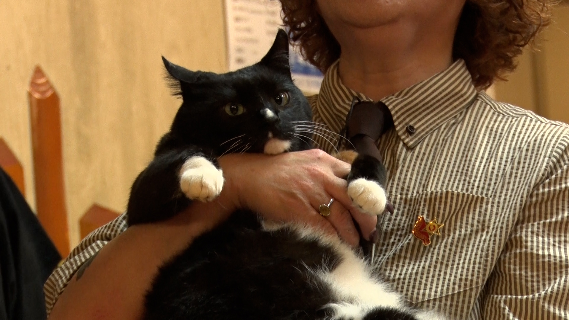 無料テレビでねこ自慢を視聴する