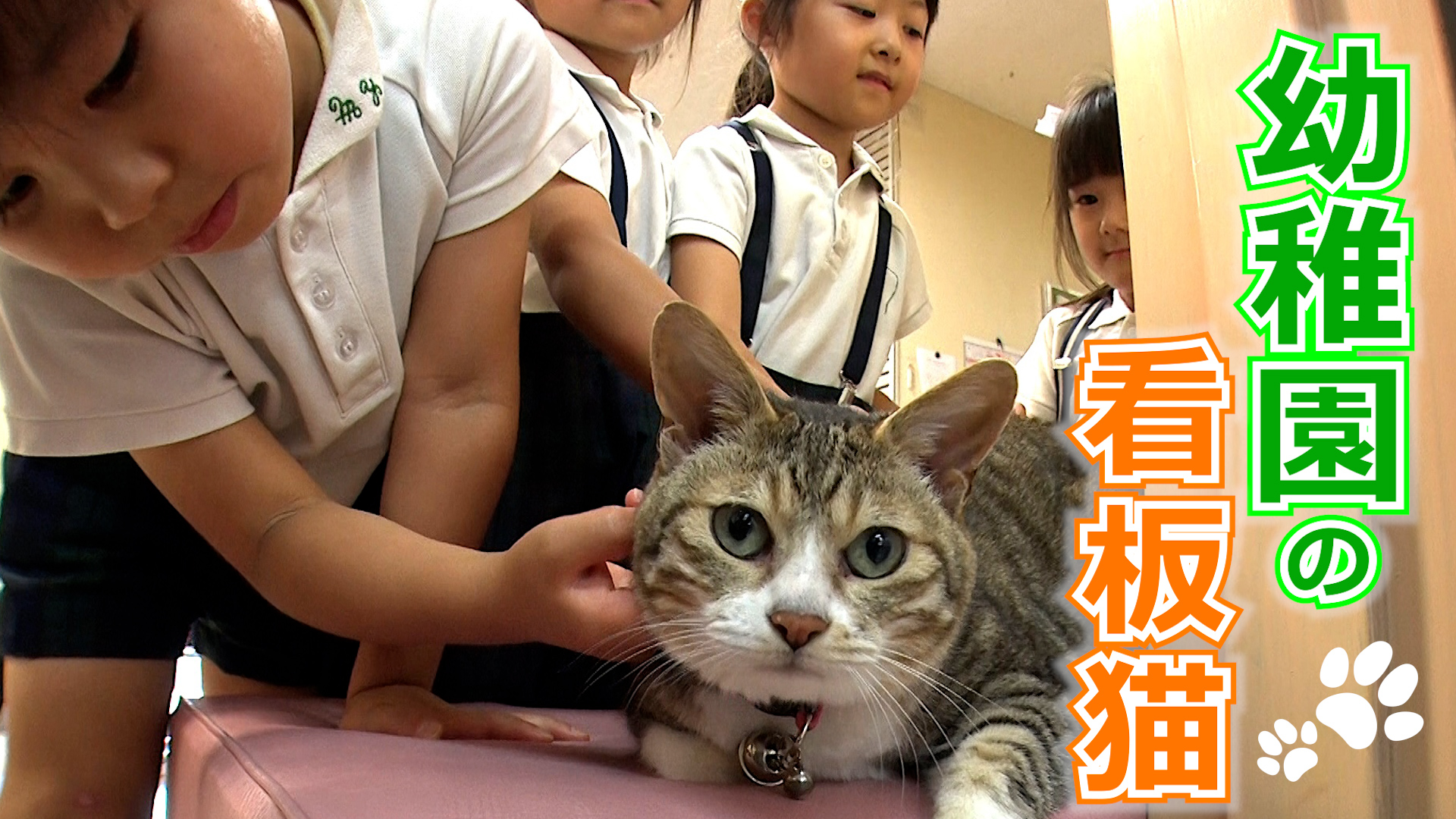 ねこ自慢 阿佐ヶ谷姉妹が幼稚園の看板猫を訪問▽海が見える絶景で