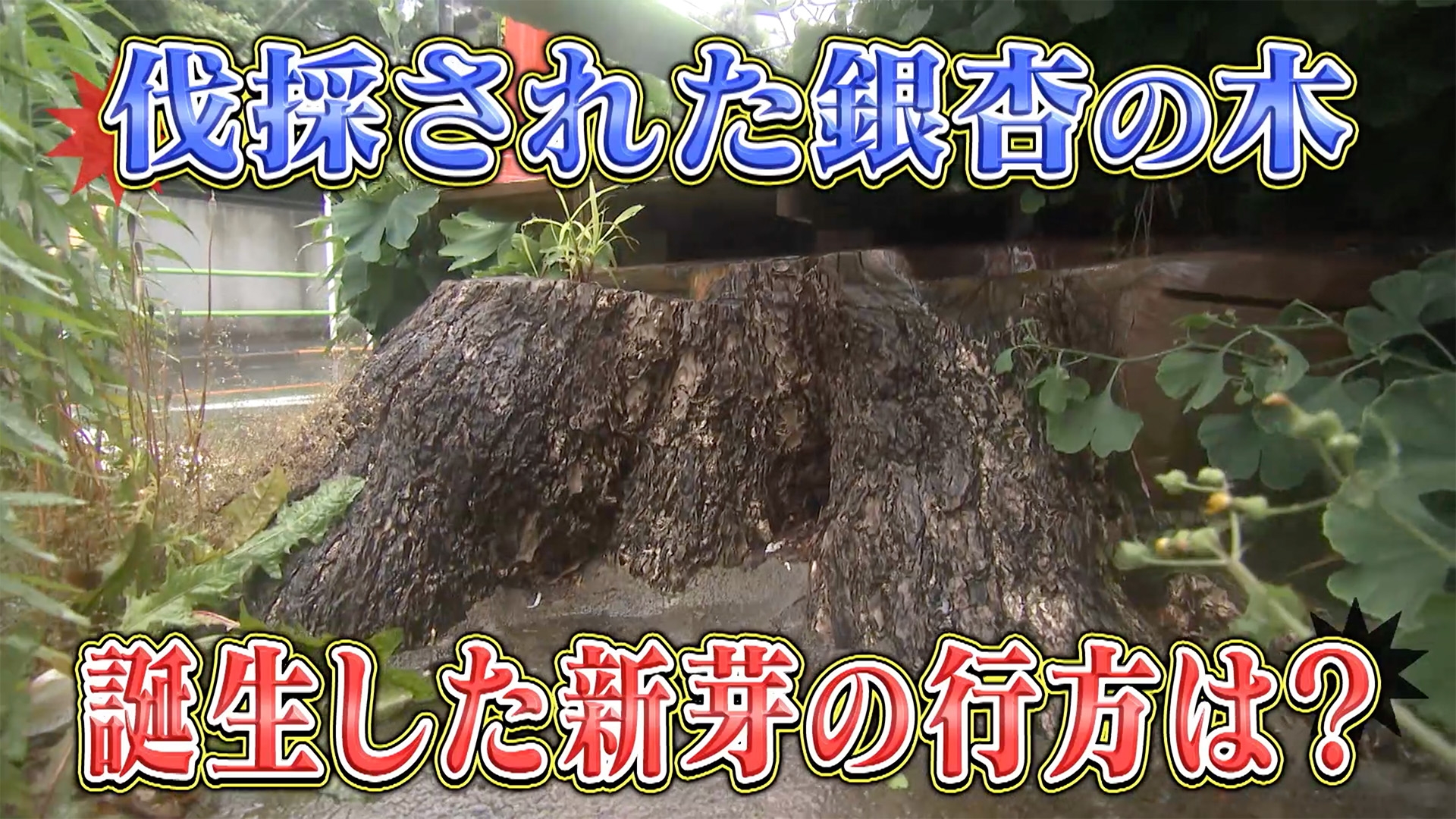 無料テレビで噂の！東京マガジンを視聴する