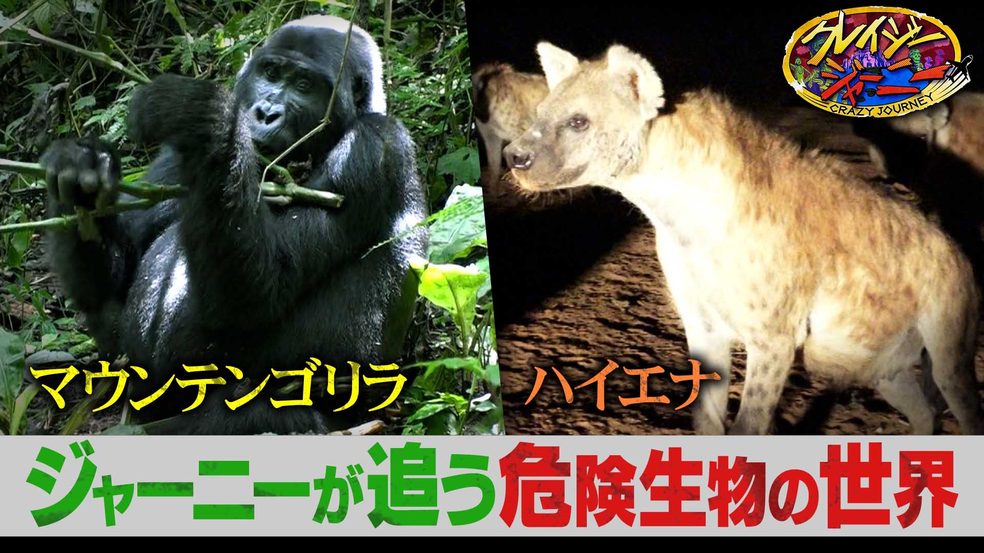 無料テレビでクレイジージャーニーを視聴する