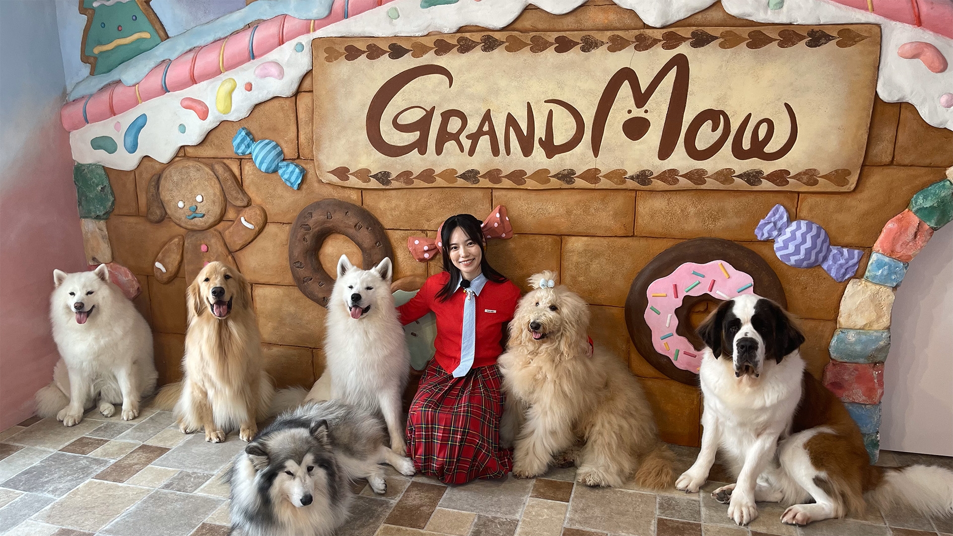 無料テレビでいぬじかんを視聴する