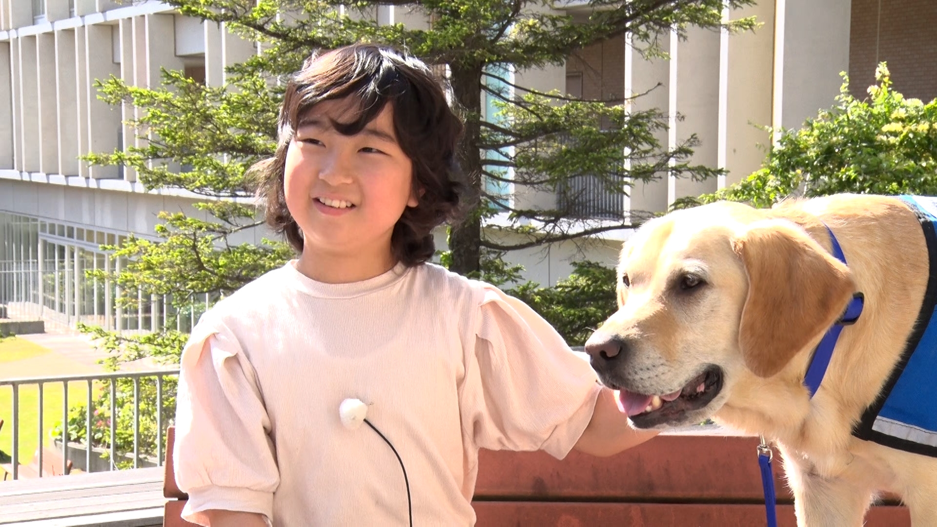 無料テレビでいぬじかんを視聴する