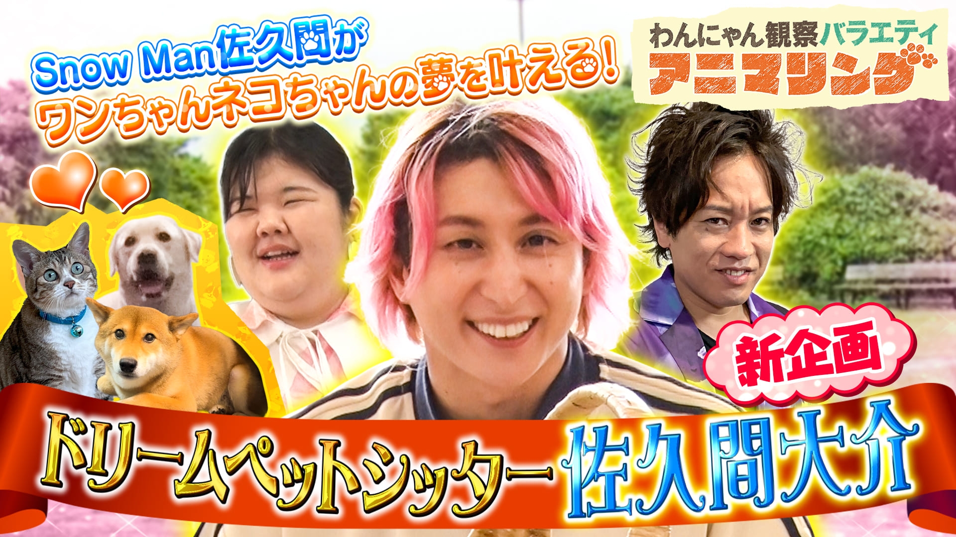無料テレビでわんにゃん観察バラエティ アニマリングを視聴する