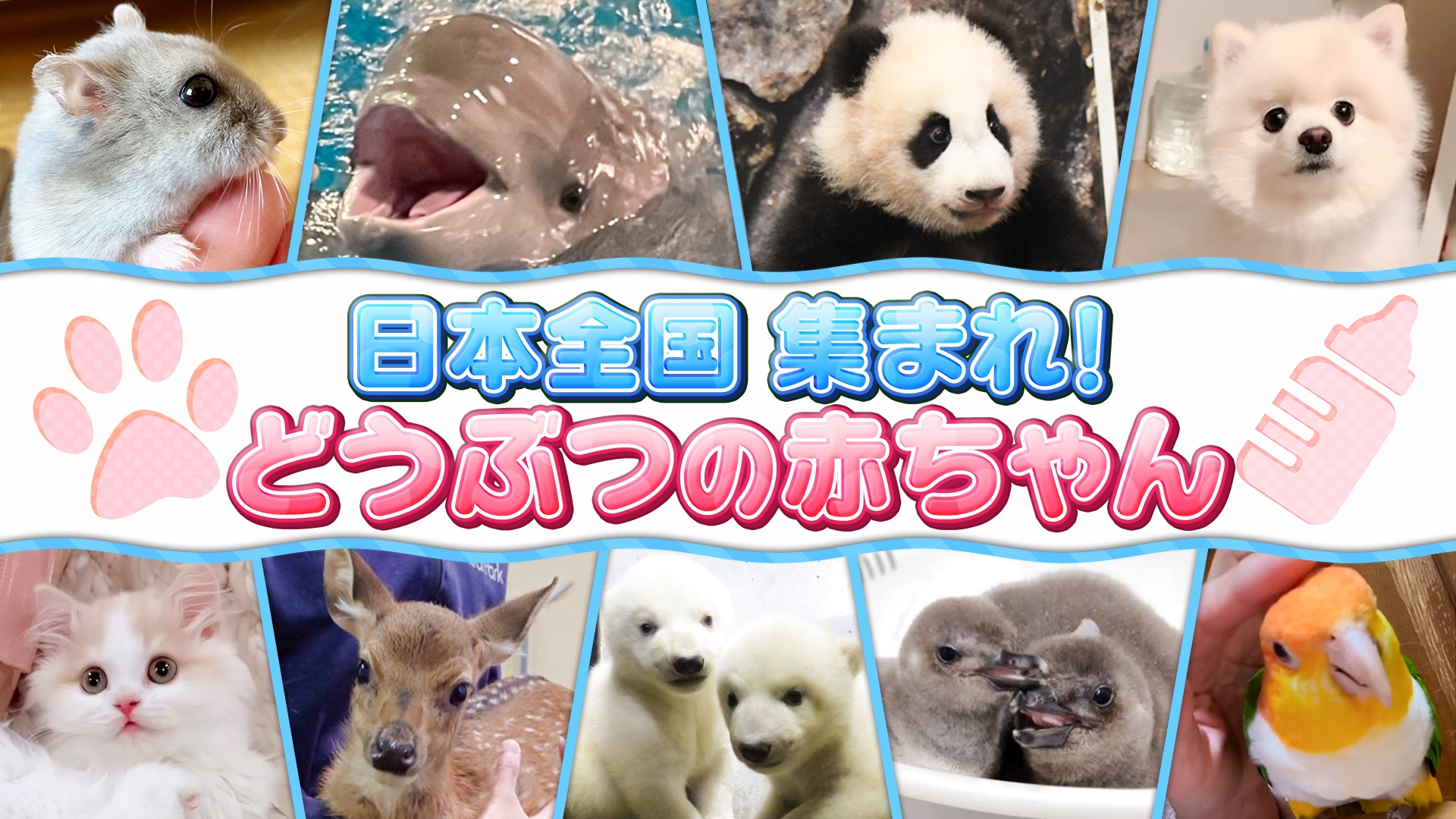 日本全国 集まれ！どうぶつの赤ちゃん | 無料見逃し配信中！＜TBS FREE＞