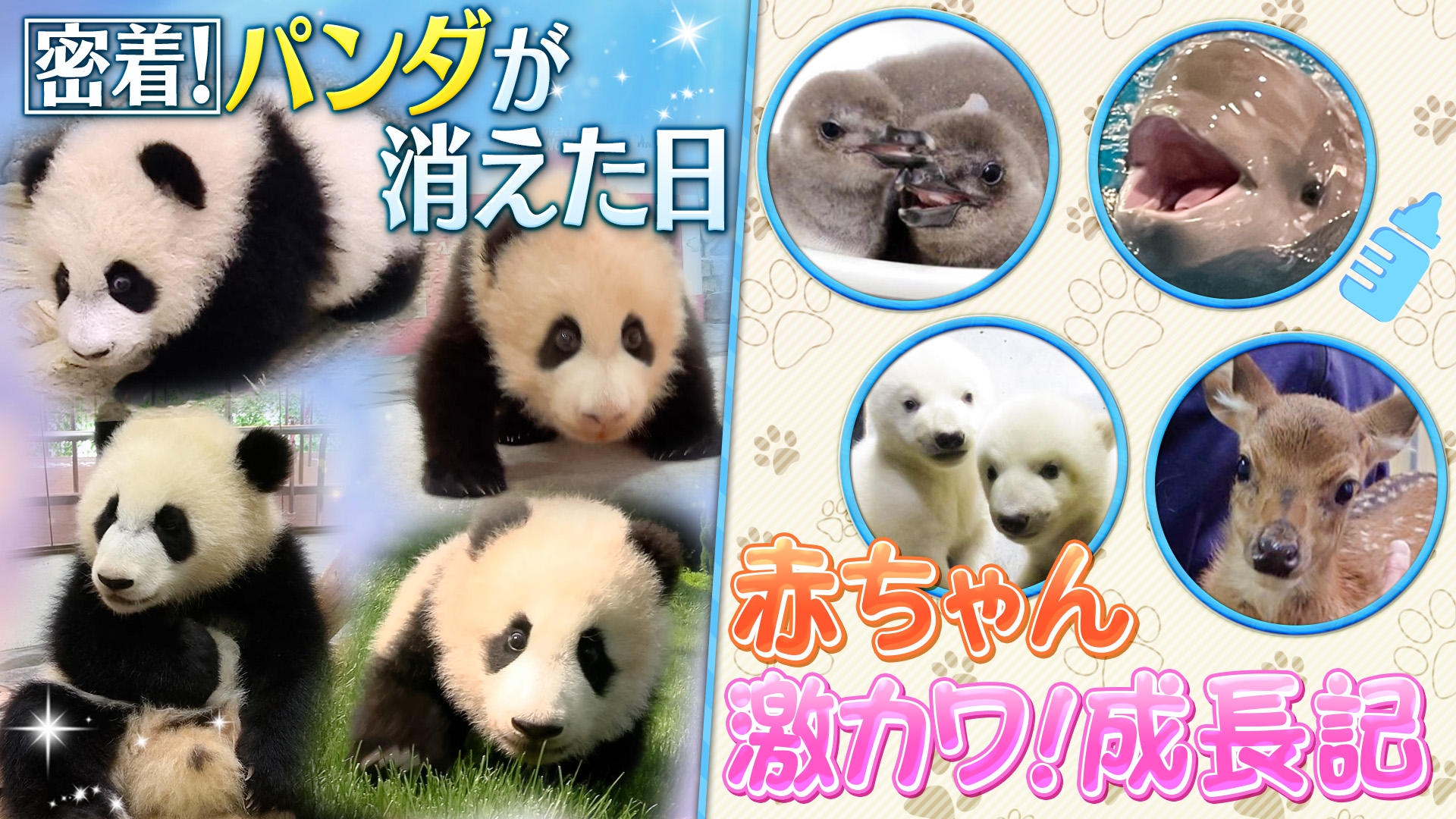 無料テレビで日本全国 集まれ！どうぶつの赤ちゃんを視聴する