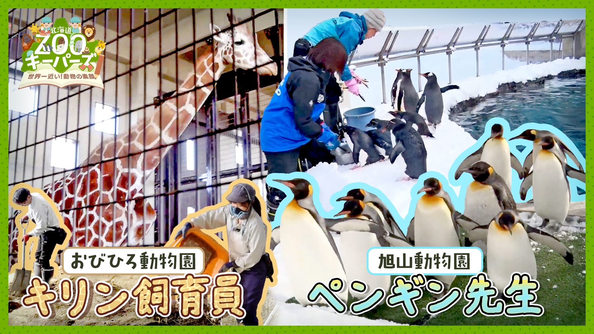 北海道ZOOキーパーズ～世界一近い！動物の素顔～ | 無料見逃し配信中