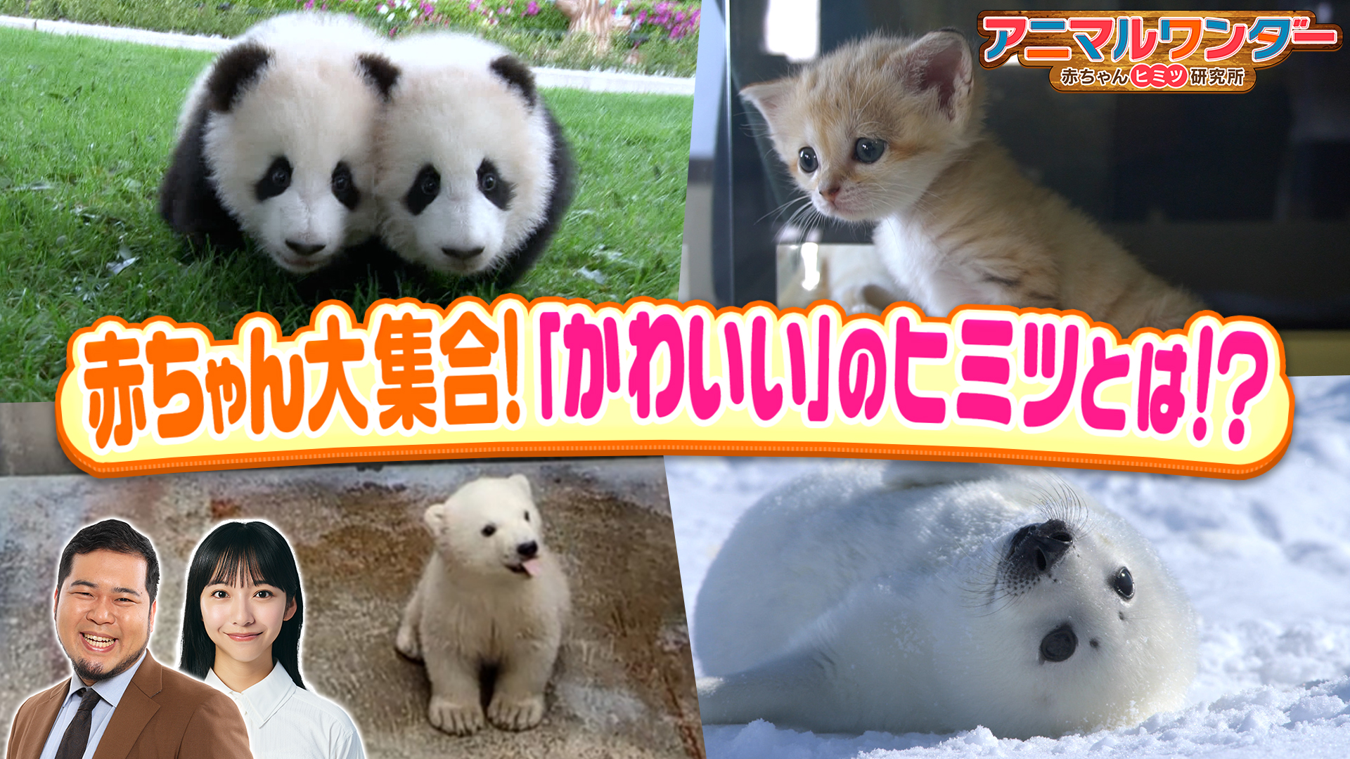 無料テレビでアニマルワンダー　赤ちゃんヒミツ研究所を視聴する