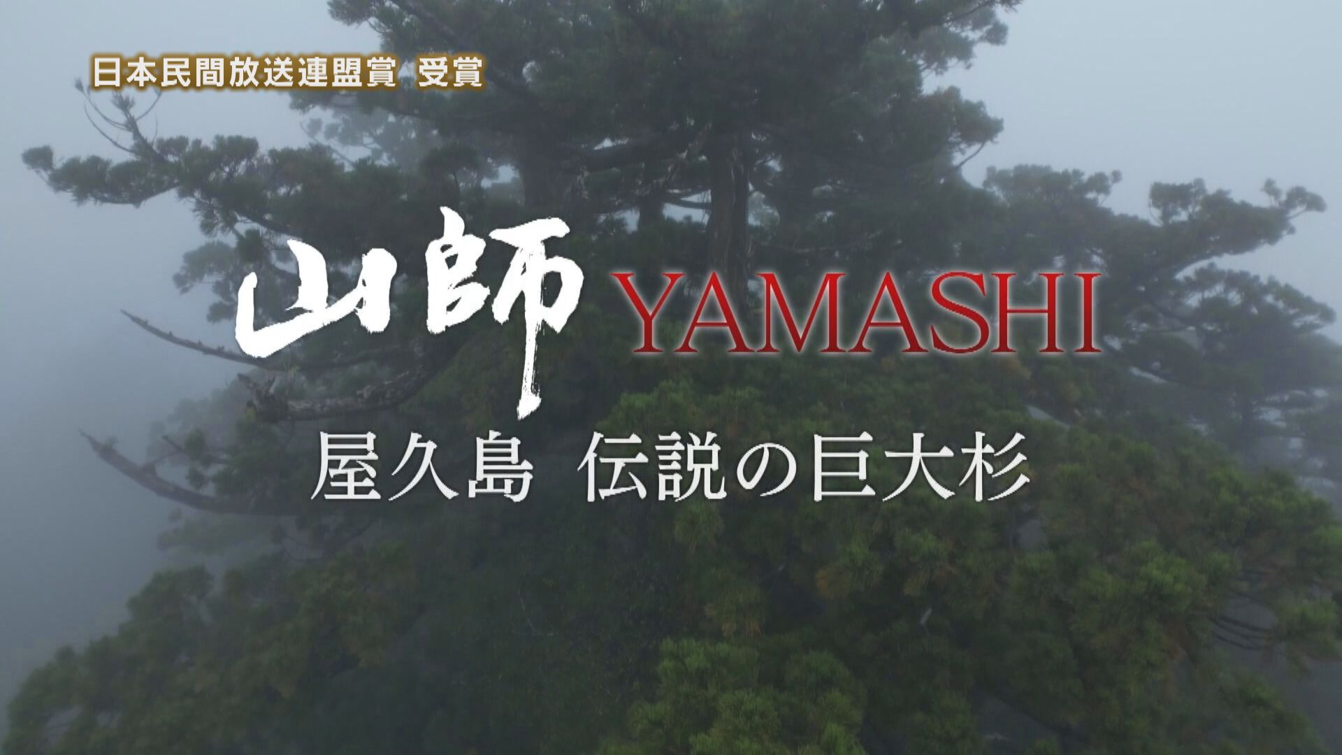 山師 YAMASHI 屋久島伝説の巨大杉 | 無料見逃し配信中！＜TBS FREE＞